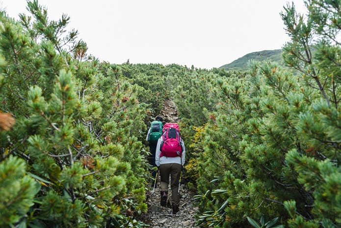 本格的な登山道