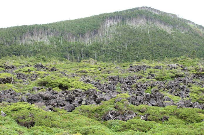 北八ヶ岳の魅力