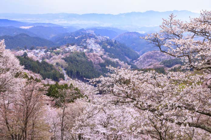 全国有数の桜の名所・吉野山