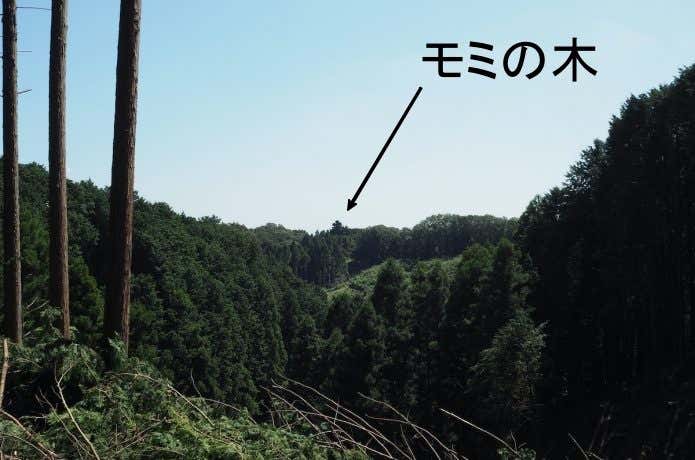 低山　モミの木