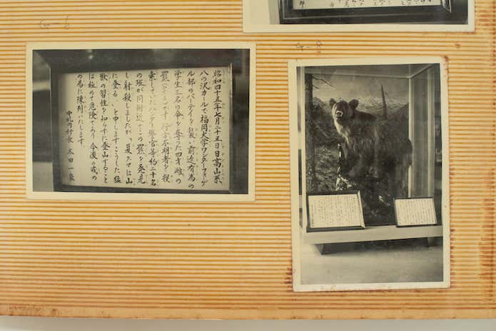 ヒグマの剥製
