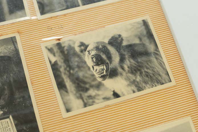 ヒグマの剥製　顔