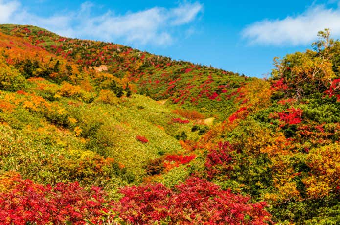 白山の紅葉