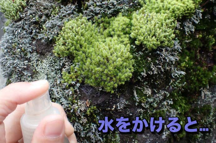 水をかけると