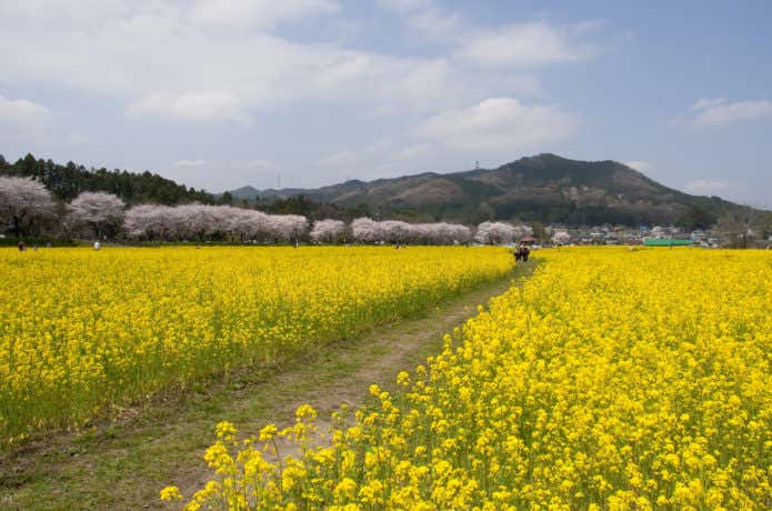 日和田山