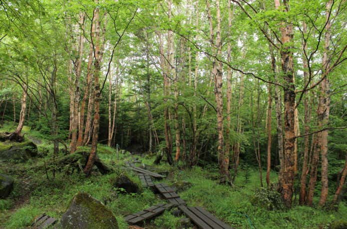 苔の森の登山道