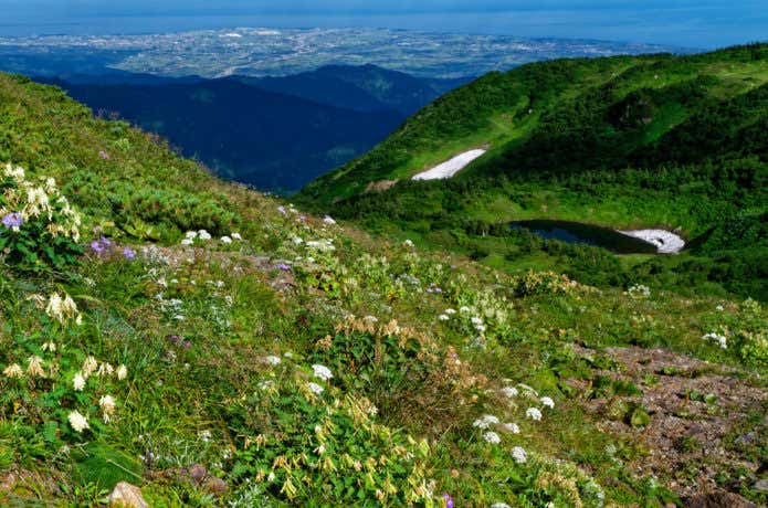 朝日岳稜線のお花畑と朝日沼・背後に広がる富山湾の絶景