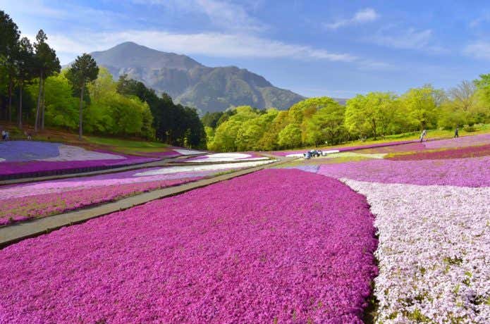 羊山公園の芝桜