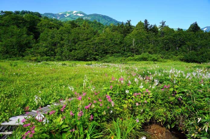 兵馬ノ平のお花畑