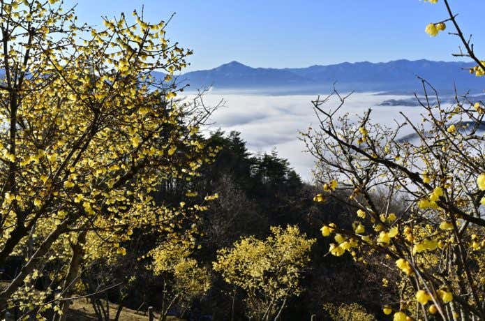 宝登山
