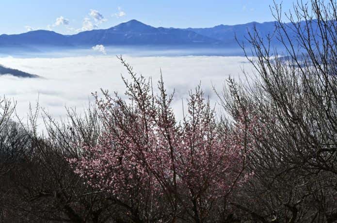 宝登山