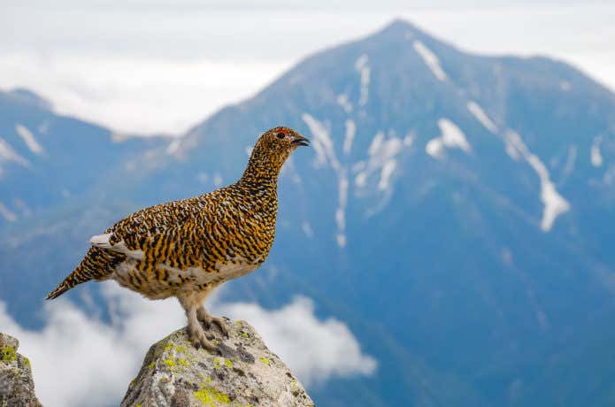 ライチョウ 山