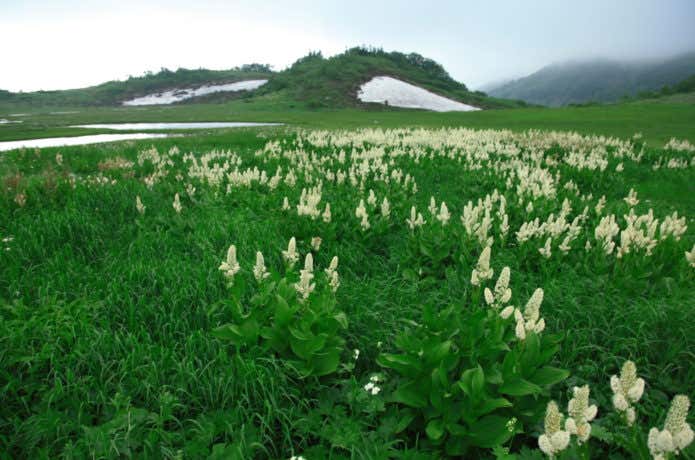 天狗の庭のお花畑