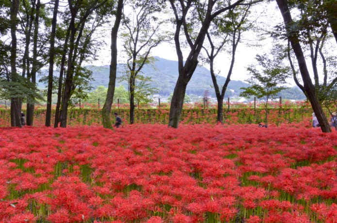 秋の曼珠沙華