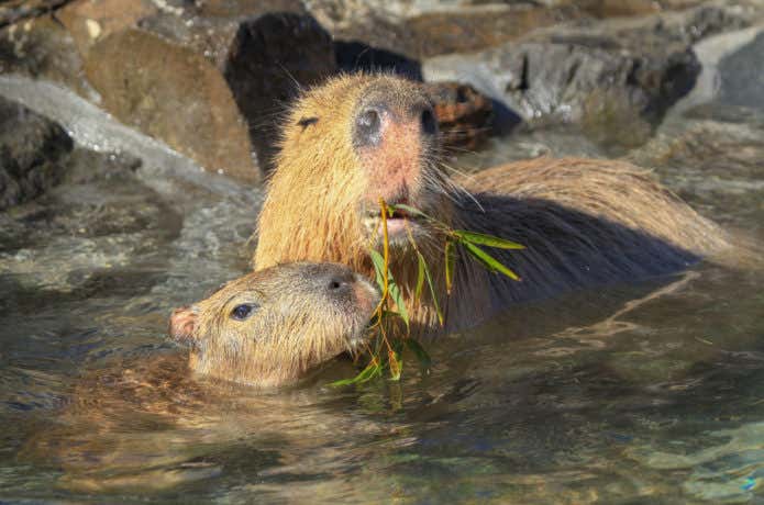 温泉カピバラ