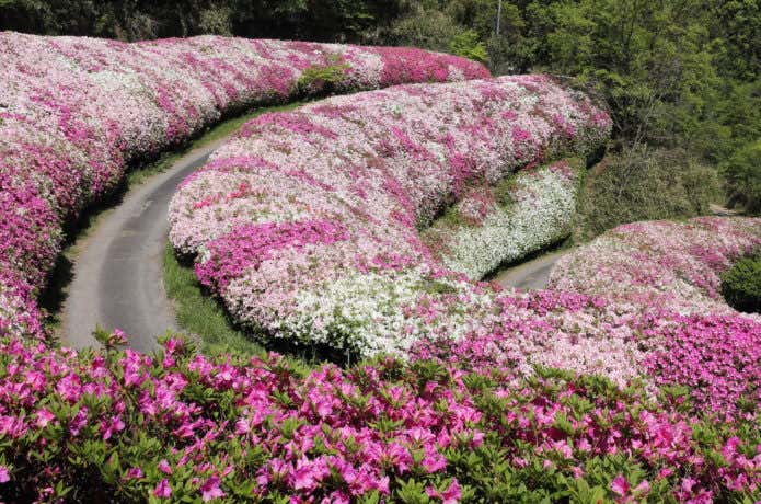 生駒山のツツジ畑