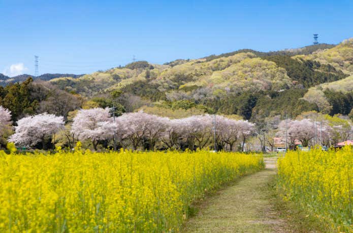 菜の花の巾着田