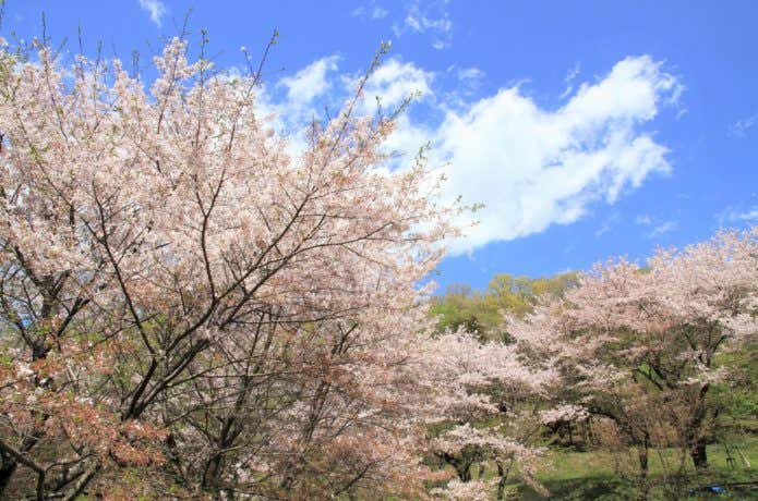 弘法山公園の桜