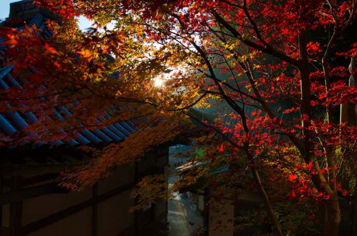 紅葉期の生駒山