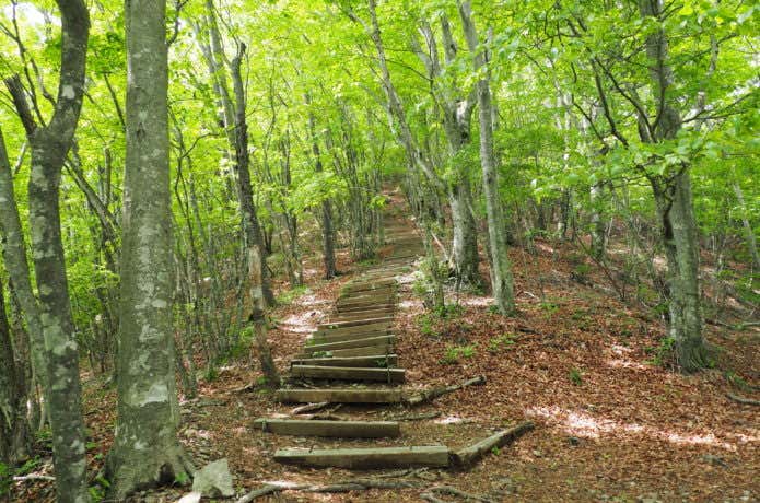 三頭山のブナ林