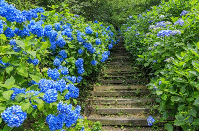 紫陽花ロード
