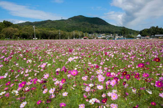 日和田山とコスモス