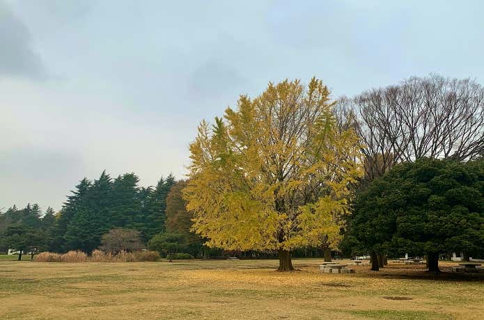 秋の公園