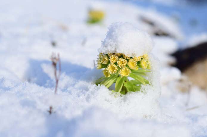 雪の下の植物