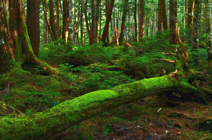 白駒池周辺の苔の森