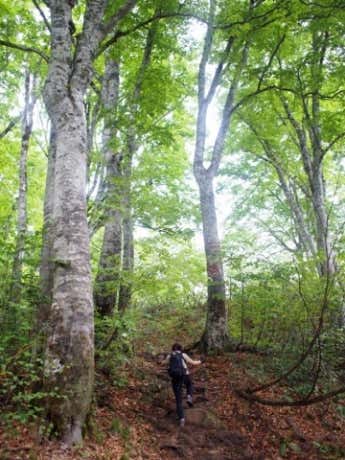 新緑香る山