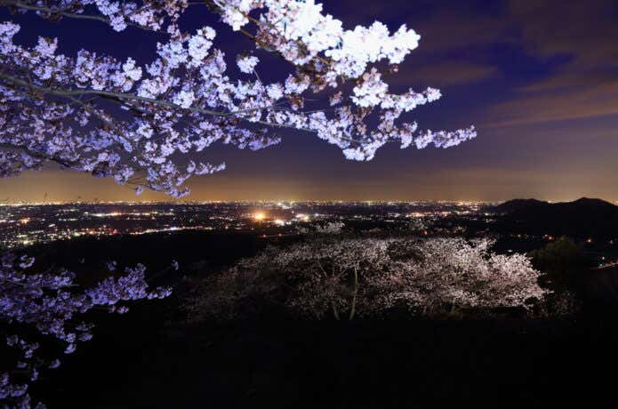 桜と関東平野の夜景