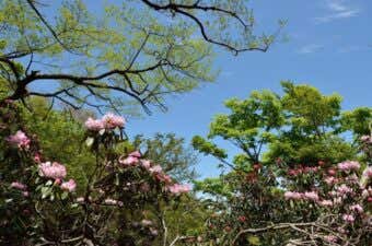 天城山のシャクナゲ