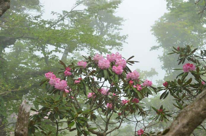 天城山の石楠花