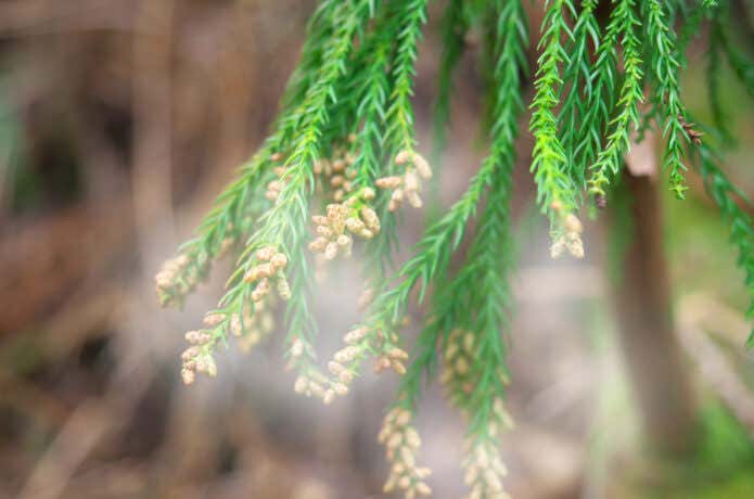 登山中の花粉症対策