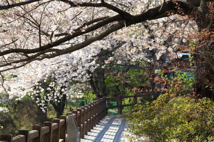 太平山桜まつり