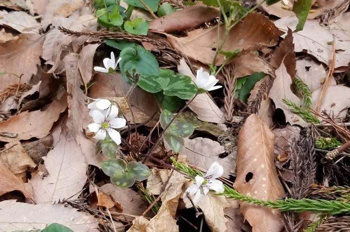葉っぱの下から顔を出す雪割草