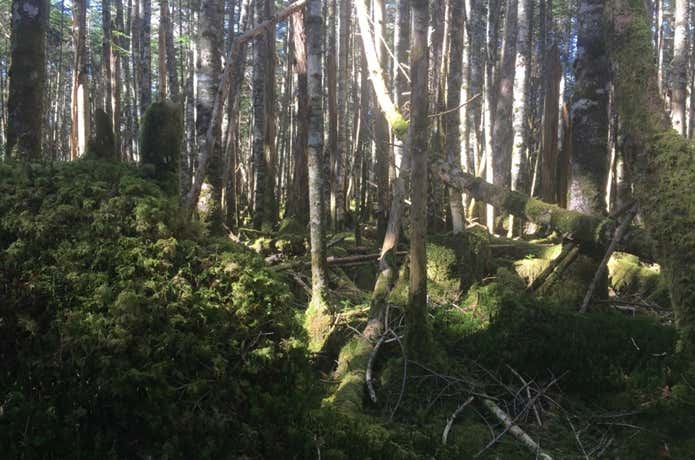 北八ヶ岳の森の中