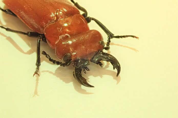 幻の昆虫、ヒラズゲンセイ