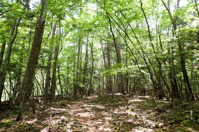 夏の戸台河原の登山道
