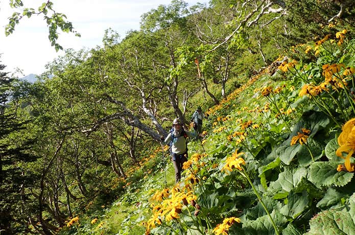 花咲く登山道