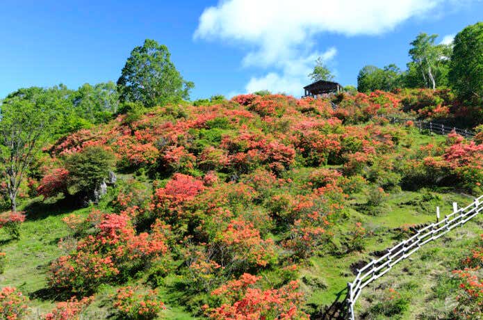 見晴山　レンゲツツジ
