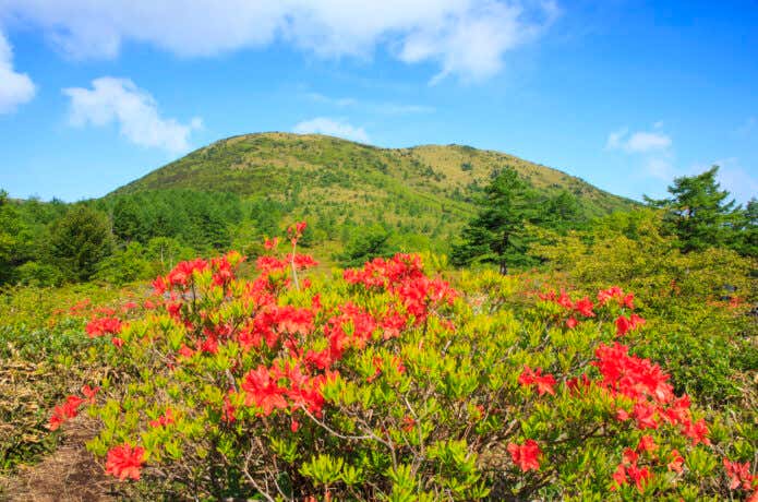 レンゲツツジと湯の丸山