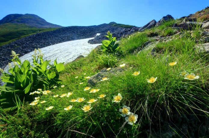 笠ヶ岳山頂とチングルマの花