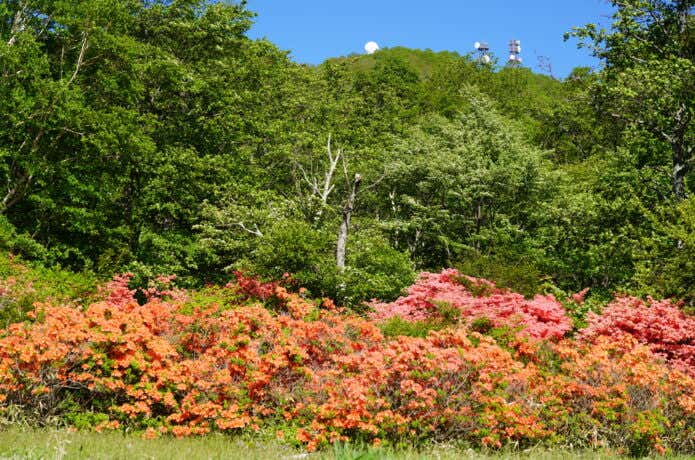 地蔵岳とレンゲツツジ