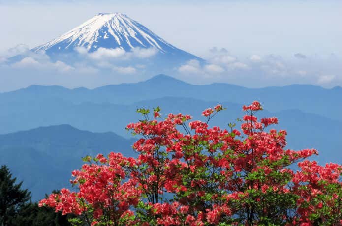 レンゲツツジと富士山