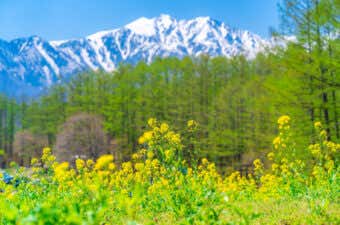 中山高原　北アルプスと菜の花
