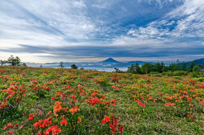 甘利山からの富士山