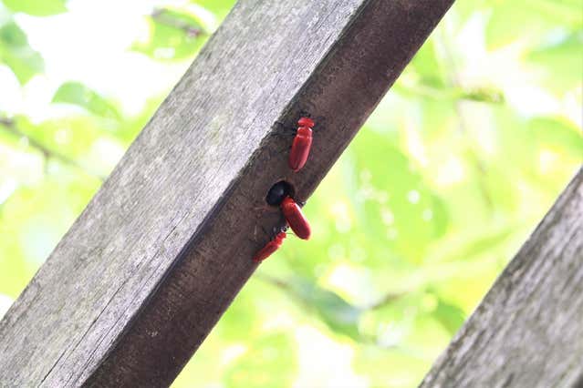 ヒラズゲンセイの生息場所