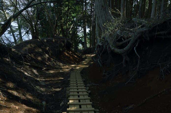 整備された木道