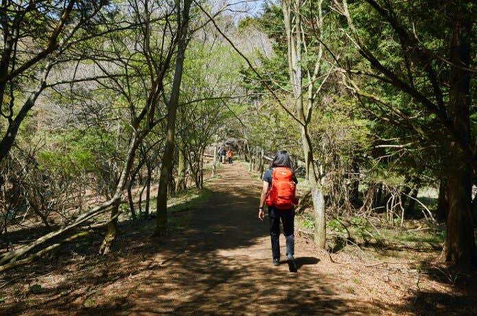 整備されたなだらかな登山道